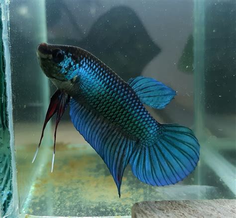 how to order betta fish from thailand|Betta Fish For Sale From Thailand – Thailand Betta Fish.